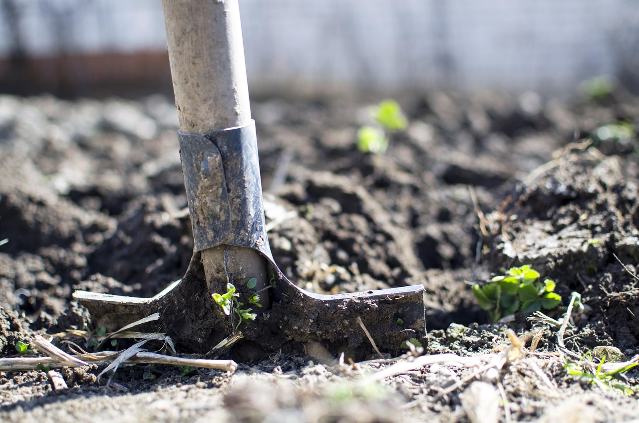 Kleurrijke micro-livestyls groeien naast bloemperk. Kleurrijke micro-livestyls groeien naast bloemperk.