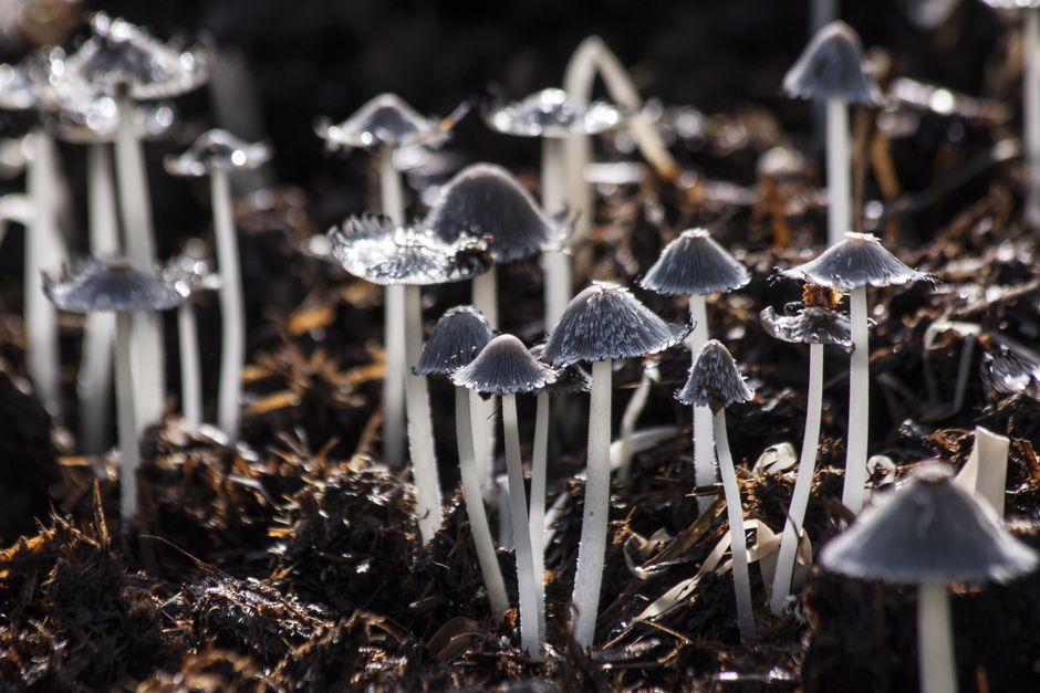 Glinsterende myceliumlamp met warme gloed. Glinsterende myceliumlamp met warme gloed.
