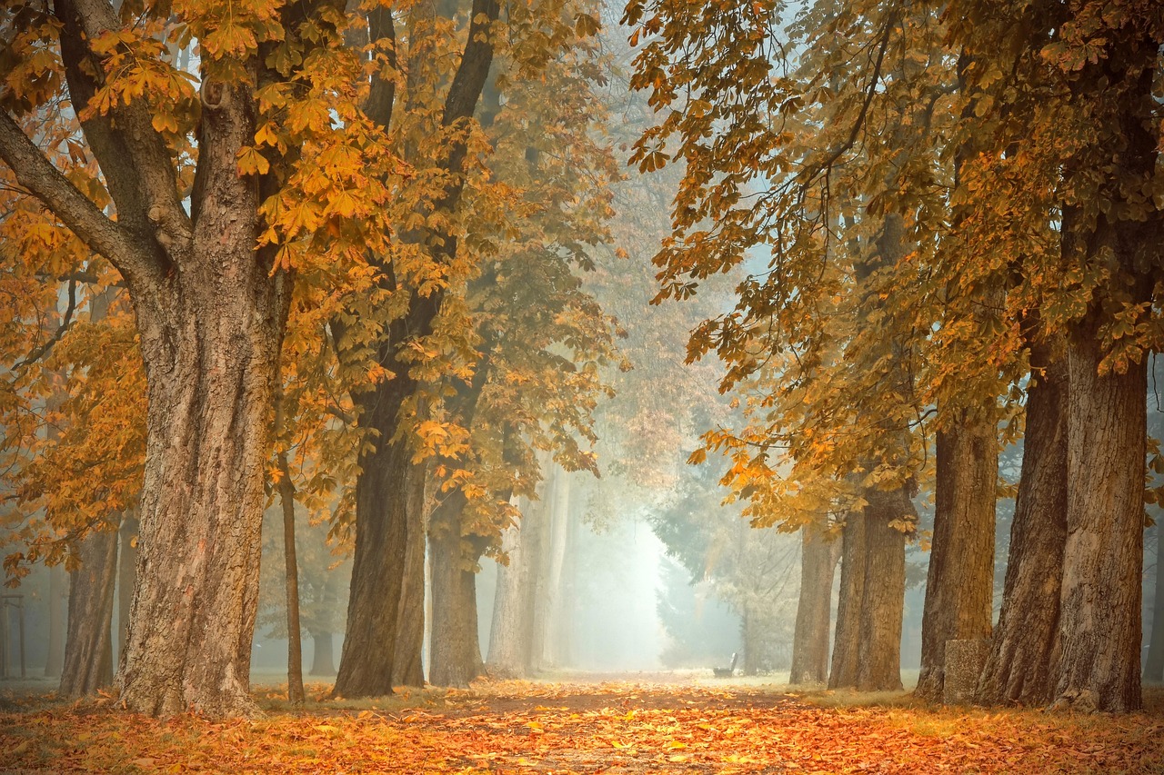 Houten meubels in circulaire herfstsfeer. Houten meubels in circulaire herfstsfeer.